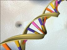El 10% del genoma humano ha mutado en los últimos 100.000 años