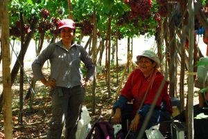 Dos trabajadoras temporeras de la región chilena de Coquimbo, toman un descanso en una dura jornada durante la recogida de fruta. Crédito: Tamara Albarran/Ministerio de Agricultura.