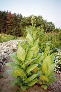 Modifican genéticamente una planta de tabaco para descontaminar suelos 