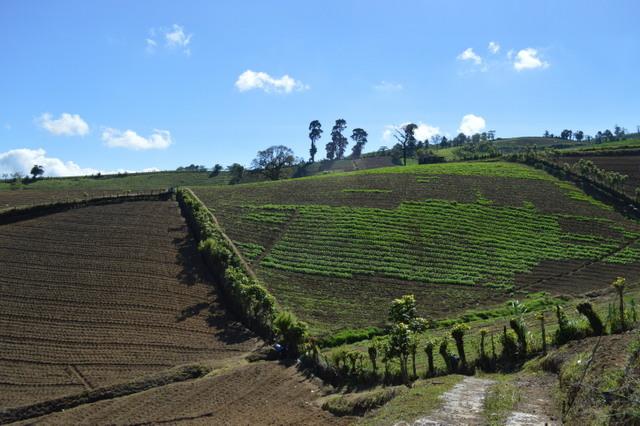 Los agricultores de Pacayas trazan las líneas de cultivo con cierta inclinación, para que las lluvias no laven sus terrenos. Crédito: Diego Arguedas Ortiz/IPS 