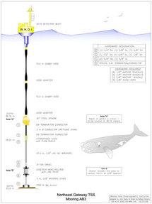 Boyas inteligentes evitan que las ballenas choquen contra los barcos