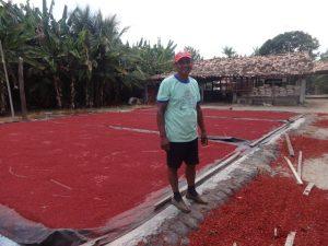 Antônio de Oliveira, en el secadero en su finca de urucú, uno de sus cultivos tradicionales que ahora conviven con la palma aceitera. Crédito: Fabiana Frayssinet /IPS