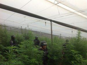 Efectivos policiales durante la incautación del invernadero con cultivos de marihuana y amapola en La Cumbre, en el municipio hondureño de La Iguala. Crédito: cortesía de la Policía Nacional