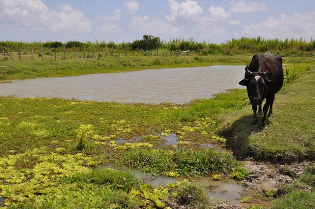 Algunos pequeños productores rurales del Caribe se unieron para crear sus propias áreas de captación de agua de lluvia. Crédito: Desmond Brown/IPS.