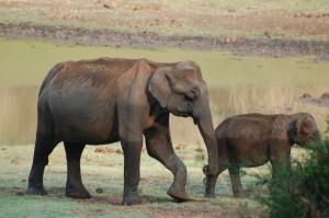 Elefantes en las islas de Andaman y Nicobar. Crédito: Malini Shankar/IPS