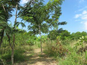 Árboles de Cassia siamia (que se usan para obtener carbón) plantados en Haití. Crédito: Desmond Brown/IPS.