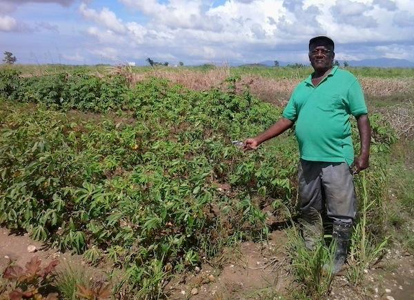 Ramdeo Boondoo cultiva tubérculos, entre ellos boniatos y mandiocas, en su finca de Caroni, Trinidad. Crédito: Jewel Fraser/IPS.