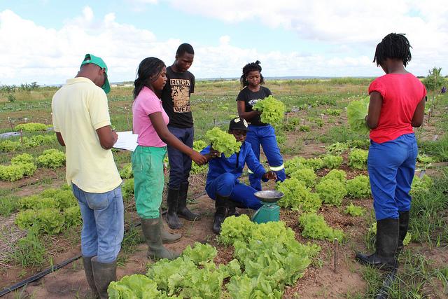 Estudiantes del Instituto Medio Agrario de Inhambane analizan la evolución de una variedad de lechuga en la Estación Agraria de Umbeluzi, Mozambique. Crédito: Amos Zacarias/IPS