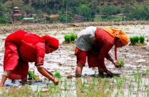 Mujeres plantan arroz en Nepal. Más de 2.400 millones de personas obtienen nutrientes claves con el consumo de arroz, trigo, maíz, soja o sorgo. Crédito: Mallika Aryal/IPS