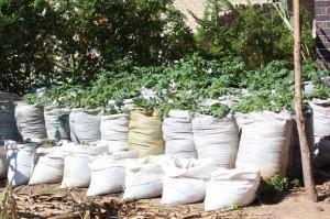 Plantación de papas en el patio de la casa de Lina Chingama, de la localidad de Norton, 40 kilómetros al oeste de Harare. Crédito: Jeffrey Moyo/IPS