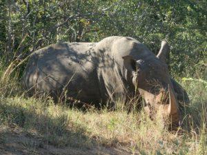 Un rinoceronte blanco en un santuario de la provincia de Limpopo, Sudáfrica. En 2011, cazadores furtivos mataron a 668 de estos animales en ese país. Crédito: Jennifer McKellar/IPS.