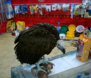 Animales exóticos como buitres se venden abiertamente en Egipto. Crédito: Cam McGrath/IPS