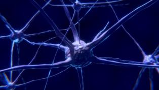 Nuestra consciencia sería posible gracias a unas “neuronas gigantes”