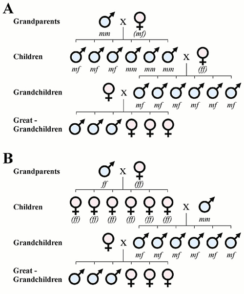 Los genes de un hombre determinan el sexo de sus hijos