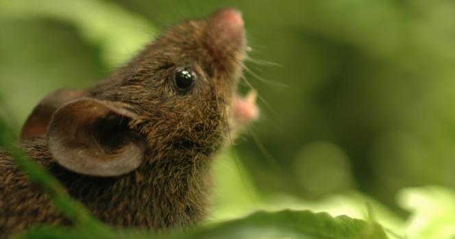 Identifican en ratones el circuito cerebral de la conversación humana