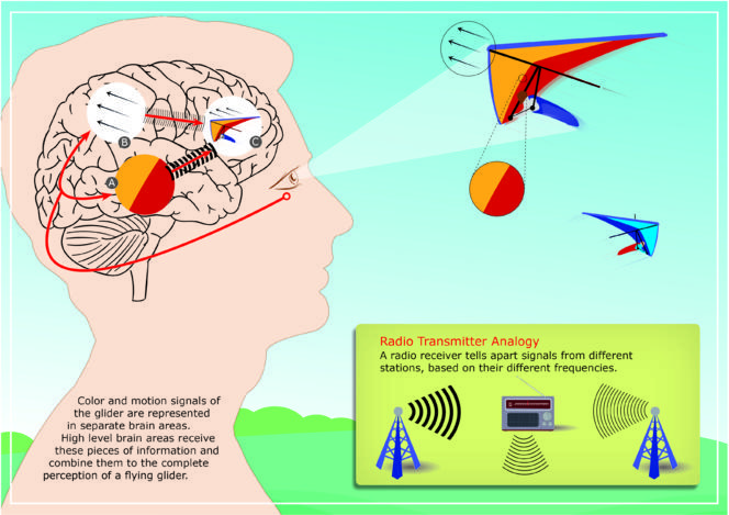 Los ritmos cerebrales organizan nuestra percepción visual