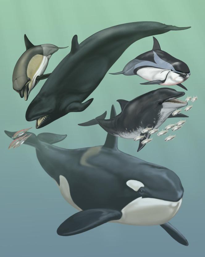 Los genes perdidos explican la transición evolutiva de los cetáceos