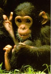 Una nueva investigación concluye que los chimpancés también son humanos