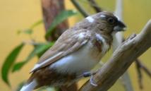 El cerebro de los pájaros 'canta' como el de los humanos
