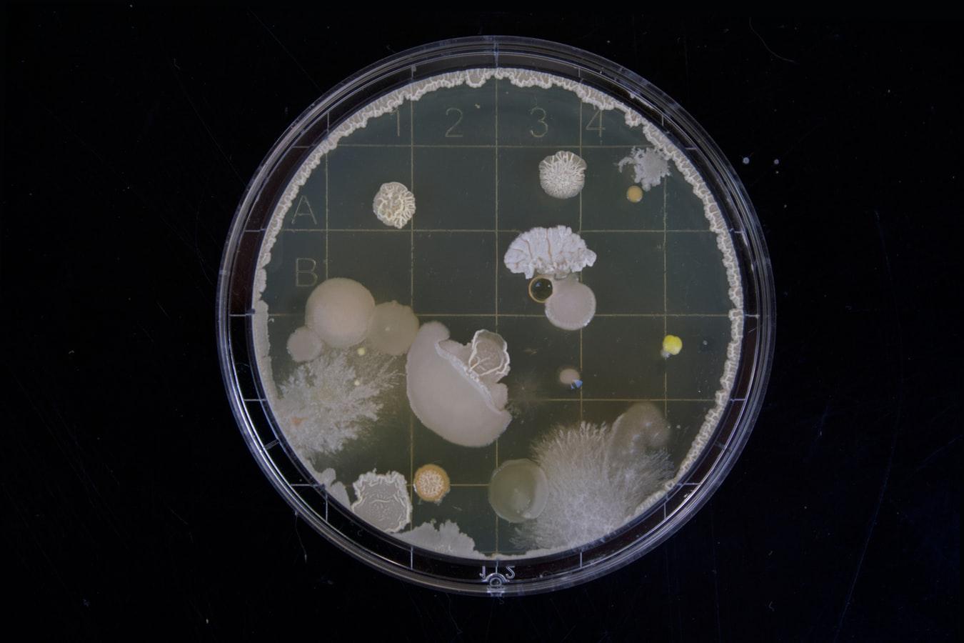 Un reino microbiano oculto en el suelo es la base de la vida