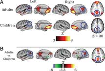 Las redes de actividad cerebral de los niños son diferentes a las de los adultos
