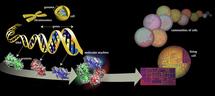La nanoinformática cataliza y acelera las investigaciones en nanomedicina