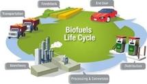 Importante avance en el desarrollo de biogasolina