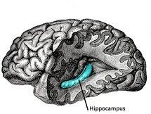 Un nuevo descubrimiento mejorará la cognición humana