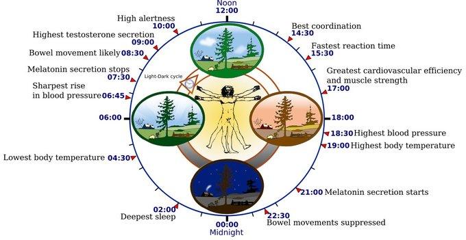 El reloj biológico regula la actividad de células y organismos unicelulares
