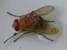 Una mosca inspira el desarrollo de pequeñas antenas de gran alcance