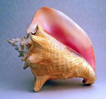 Las conchas de las caracolas inspiran nuevos materiales