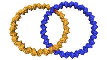 Crean una cadena de anillos de ADN para máquinas moleculares