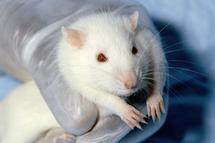 Científicos sustituyen con éxito el cerebelo de una rata por un chip