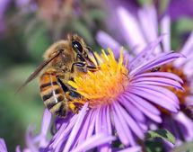 Pesticidas comunes provocan la desaparición masiva de abejas