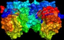 La estructura de una enzima permitirá diseñar antibióticos más específicos