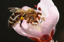 El comportamiento de las abejas inspira el desarrollo de programas informáticos