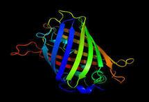 Científicos desarrollan un termómetro intracelular con proteínas fluorescentes