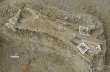 Encuentran restos de mamut de 700.000 años de antigüedad en Tarragona