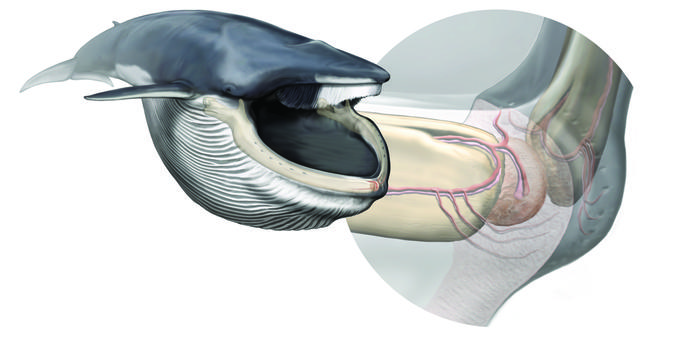 Un nuevo órgano detectado en la boca de la ballena azul explica su éxito evolutivo