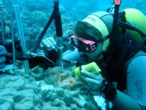 Descubren una nueva causa de la muerte de los corales