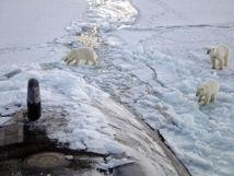 El cambio climático alterará la biodiversidad de las zonas polares