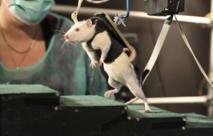 Científicos consiguen que ratas paralíticas vuelvan a andar y a correr