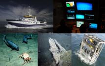 Primeras filmaciones de los hábitats más amenazados de las aguas españolas