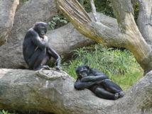 Los humanos difieren genéticamente de bonobos y chimpancés en un 1,3 por ciento