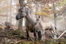 Una investigación desvela el misterio de la domesticación de los caballos