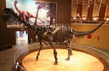 Encuentran en los Pirineos nuevas pruebas de la extinción brusca y repentina de los dinosaurios
