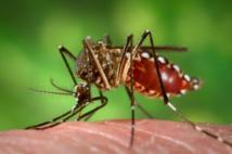 Desarrollan la primera vacuna eficaz contra el dengue