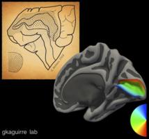 Crean un mapa universal de la visión en el cerebro humano