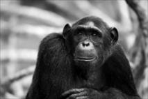 Los chimpancés y los orangutanes también sufren la crisis de la mediana edad