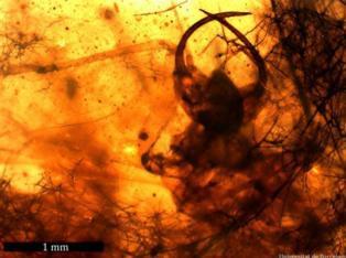 Descubren una larva que ya acumulaba "basura" para camuflarse hace 110 millones de años